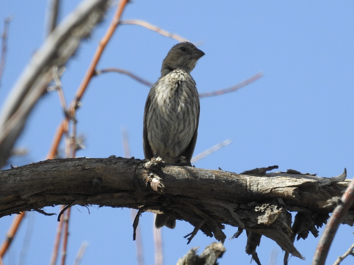 House Finch - ML638289425