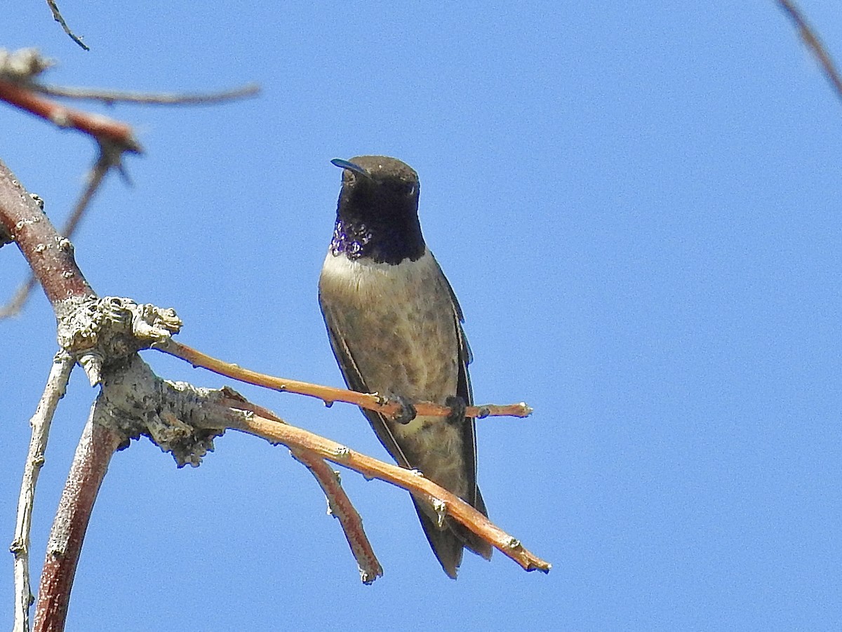 Black-chinned Hummingbird - ML638289429