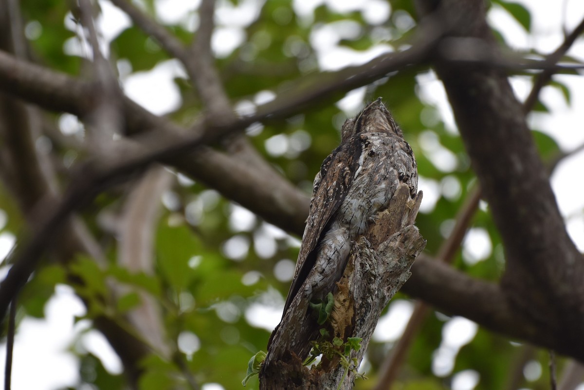 Northern Potoo - ML638289433