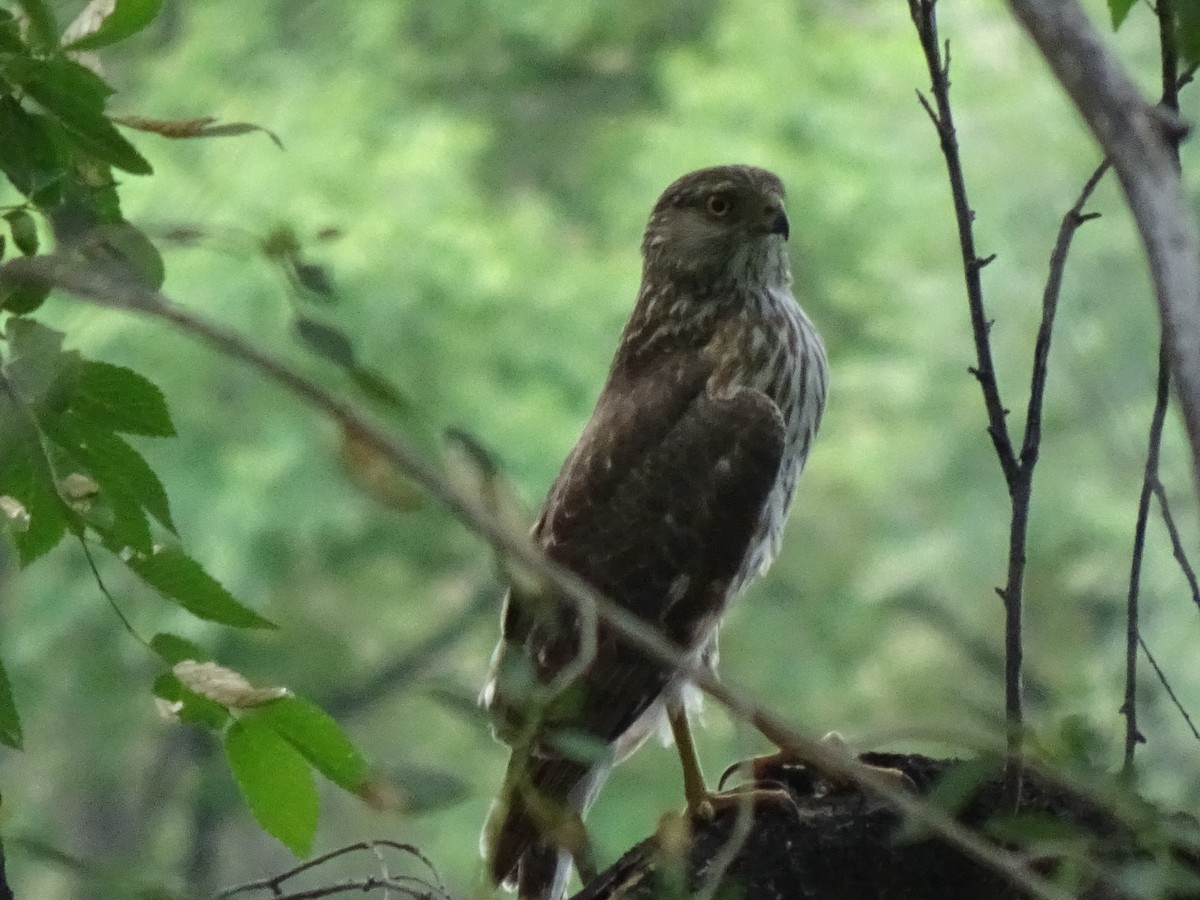 Sharp-shinned/Cooper's Hawk - ML638289434