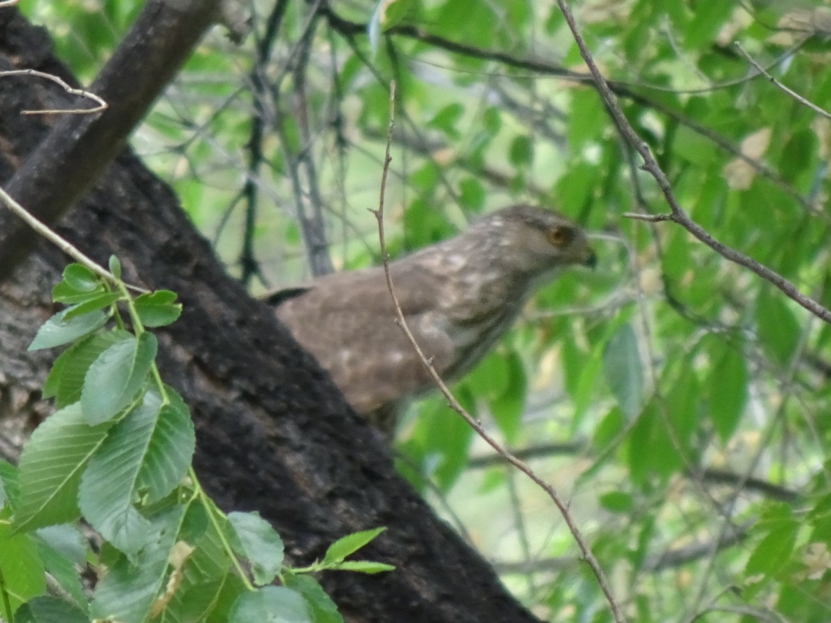 Sharp-shinned/Cooper's Hawk - ML638289435
