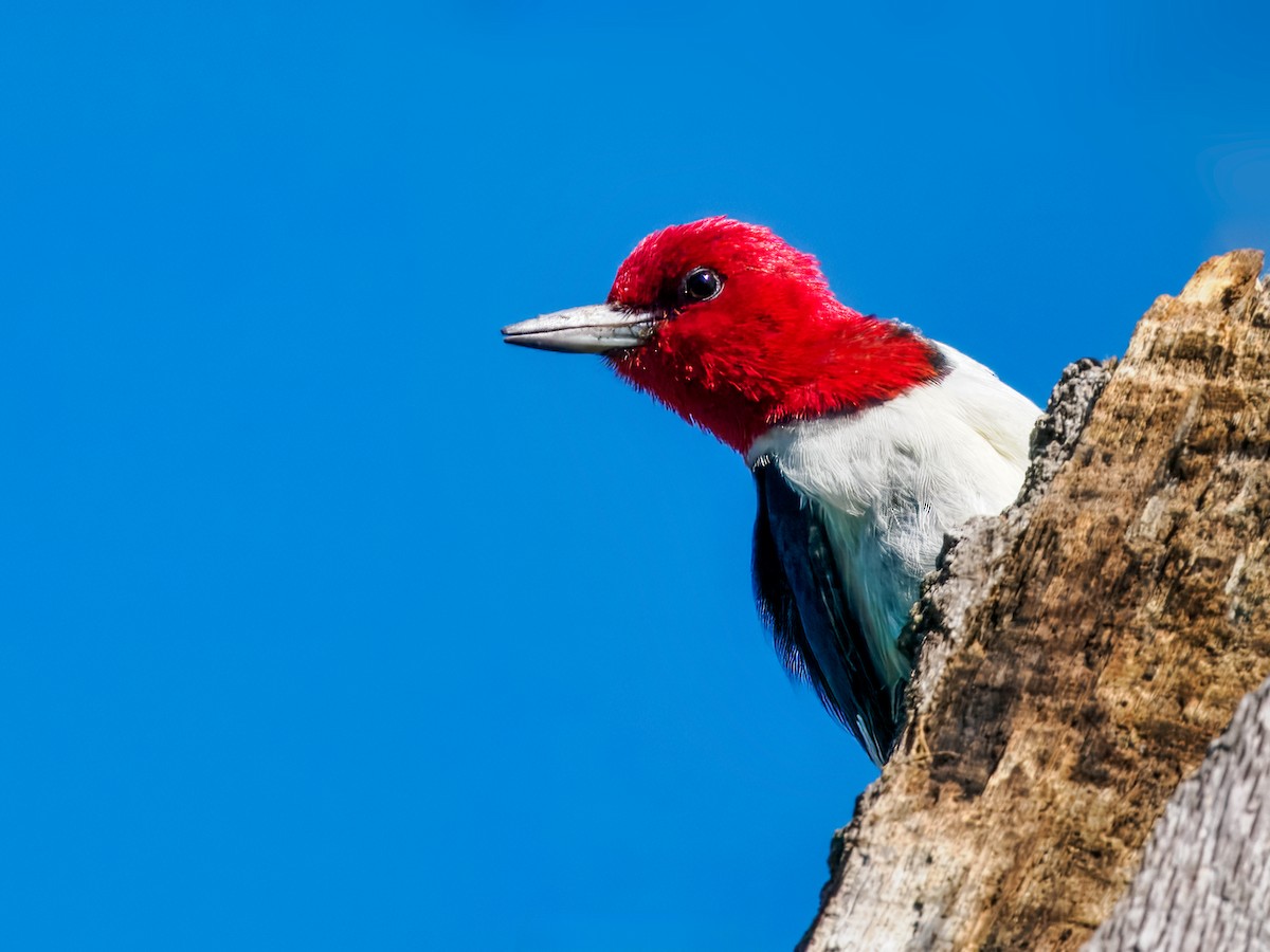 Red-headed Woodpecker - ML638289438