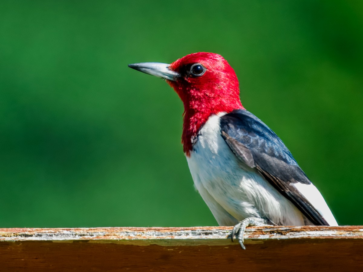 Red-headed Woodpecker - ML638289439