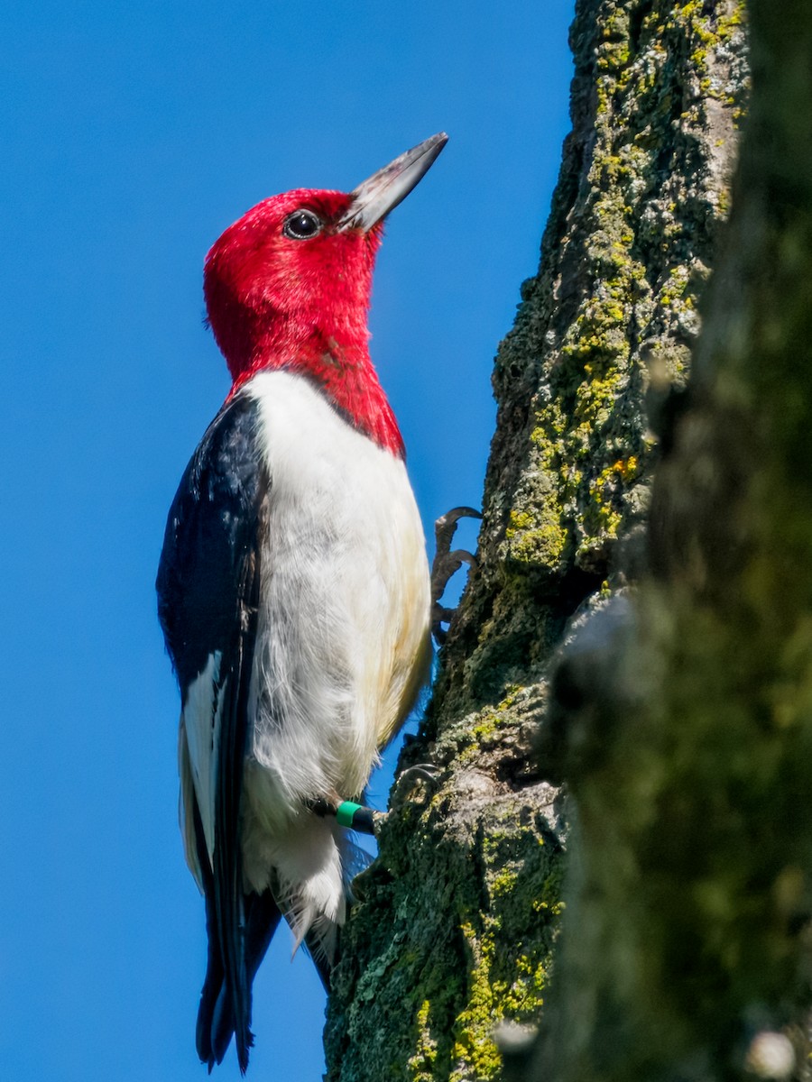 Red-headed Woodpecker - ML638289441