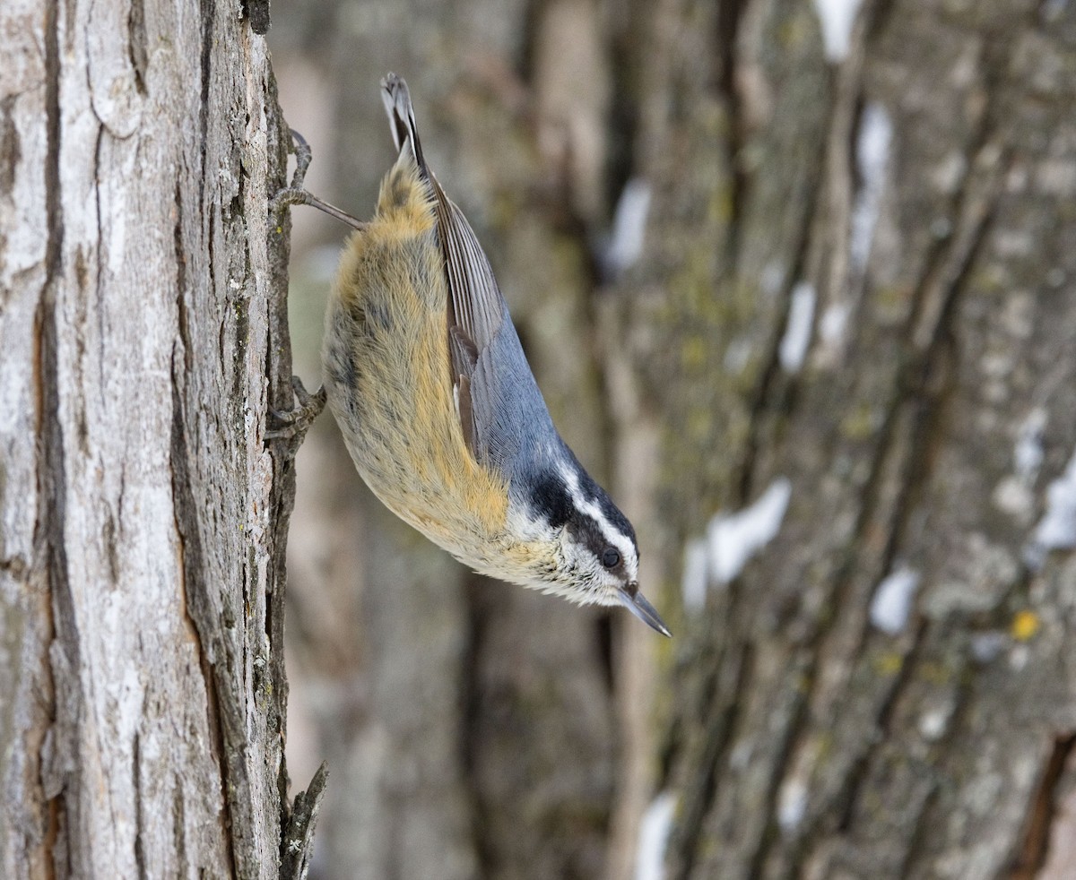Red-breasted Nuthatch - ML638289444