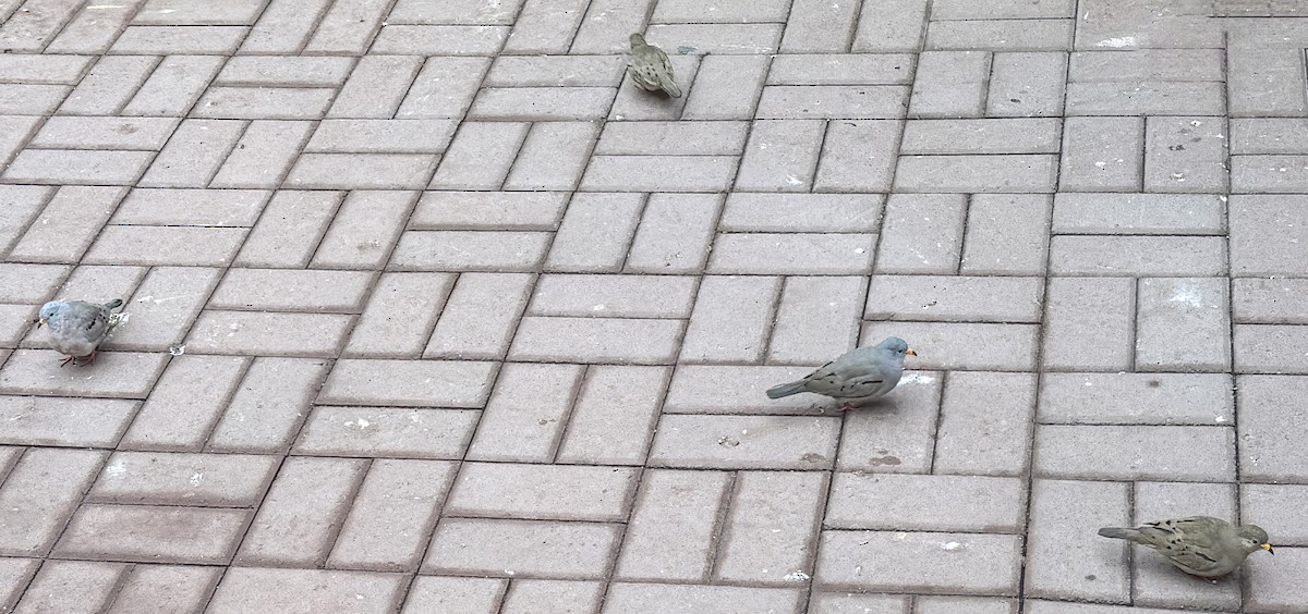 Croaking Ground Dove - ML638289446