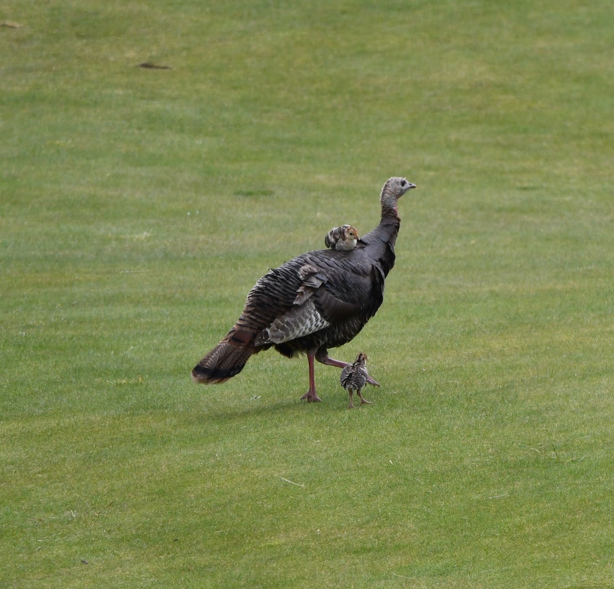 Wild Turkey - ML638289447