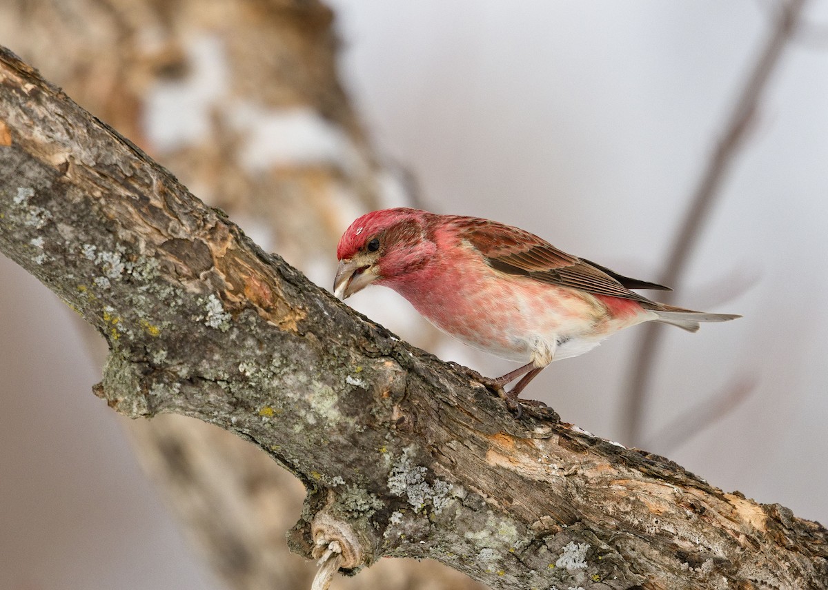 Purple Finch - ML638289449