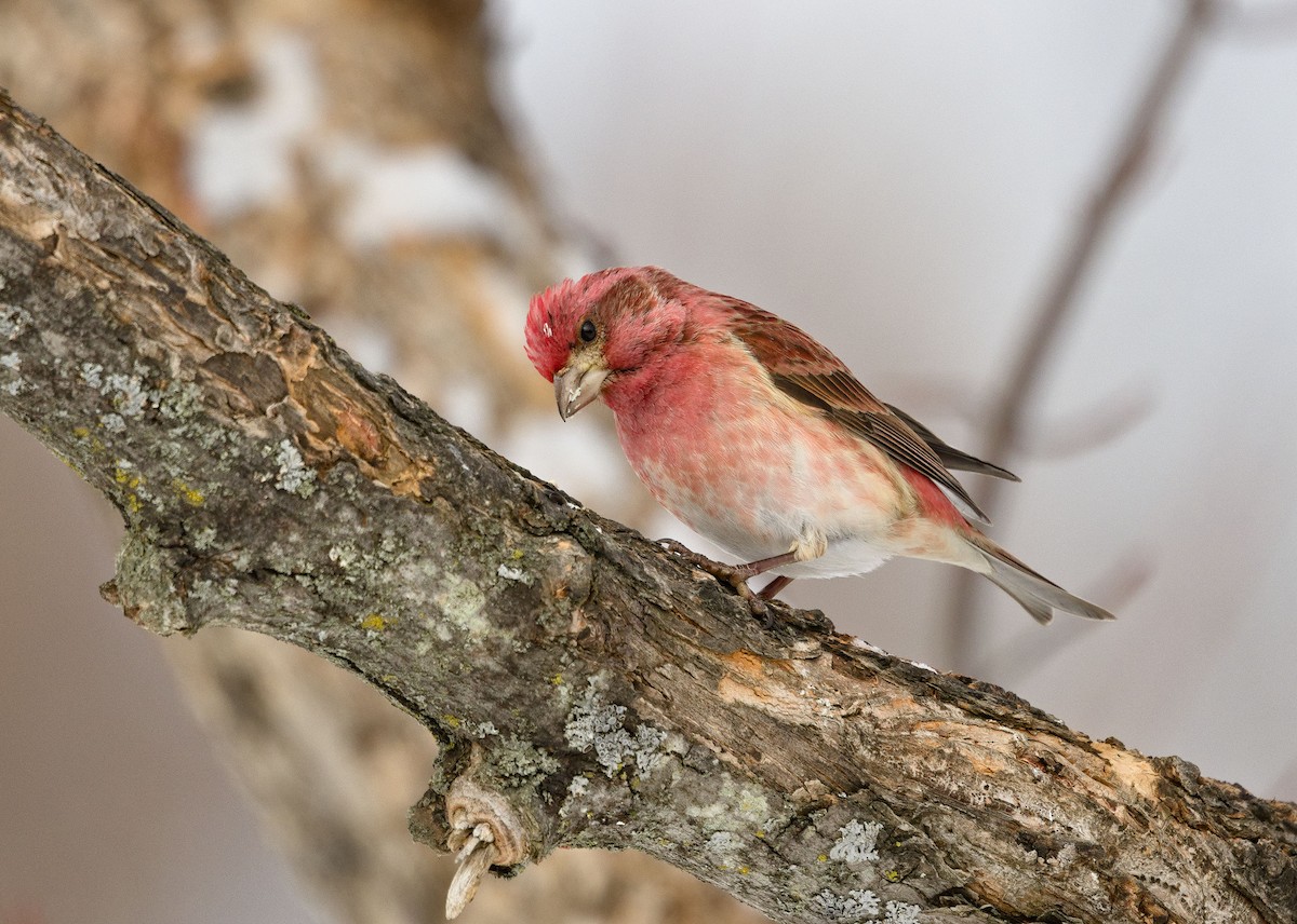 Purple Finch - ML638289456