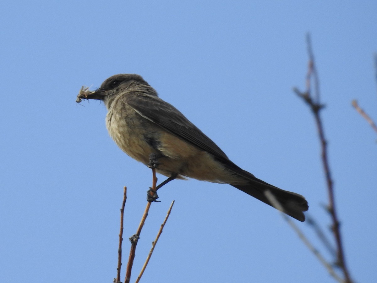 Say's Phoebe - ML638289462