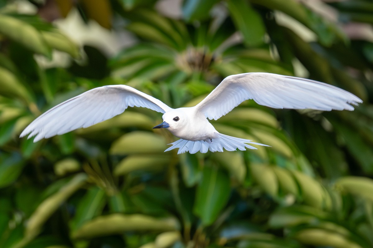 White Tern - ML638289465