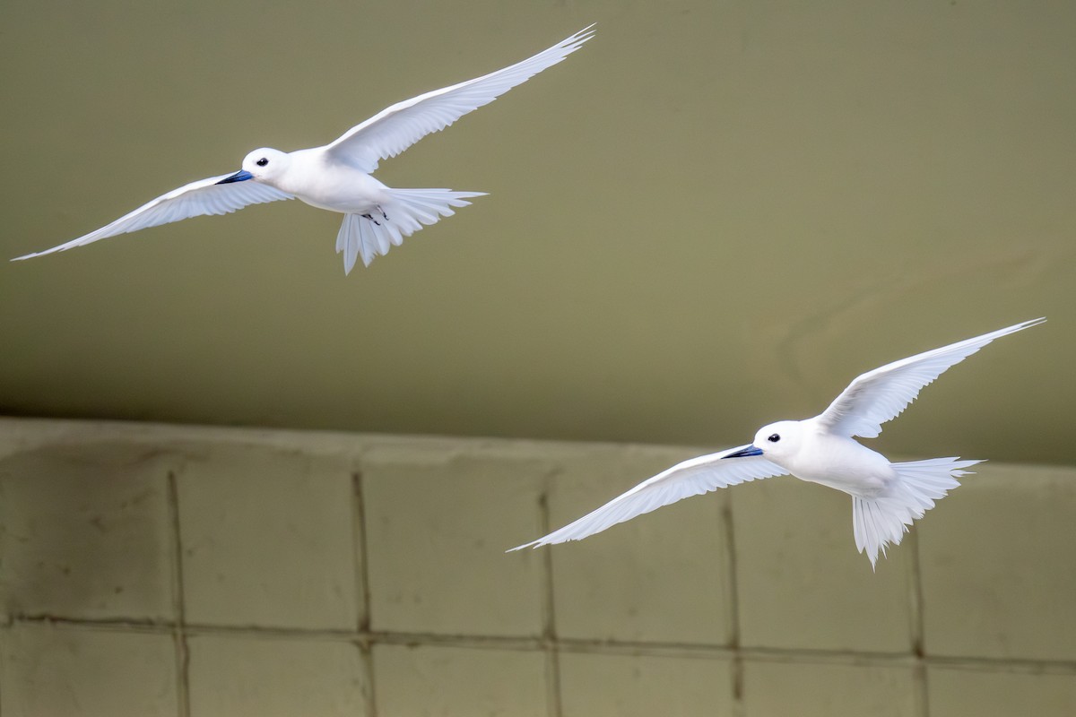 White Tern - ML638289466