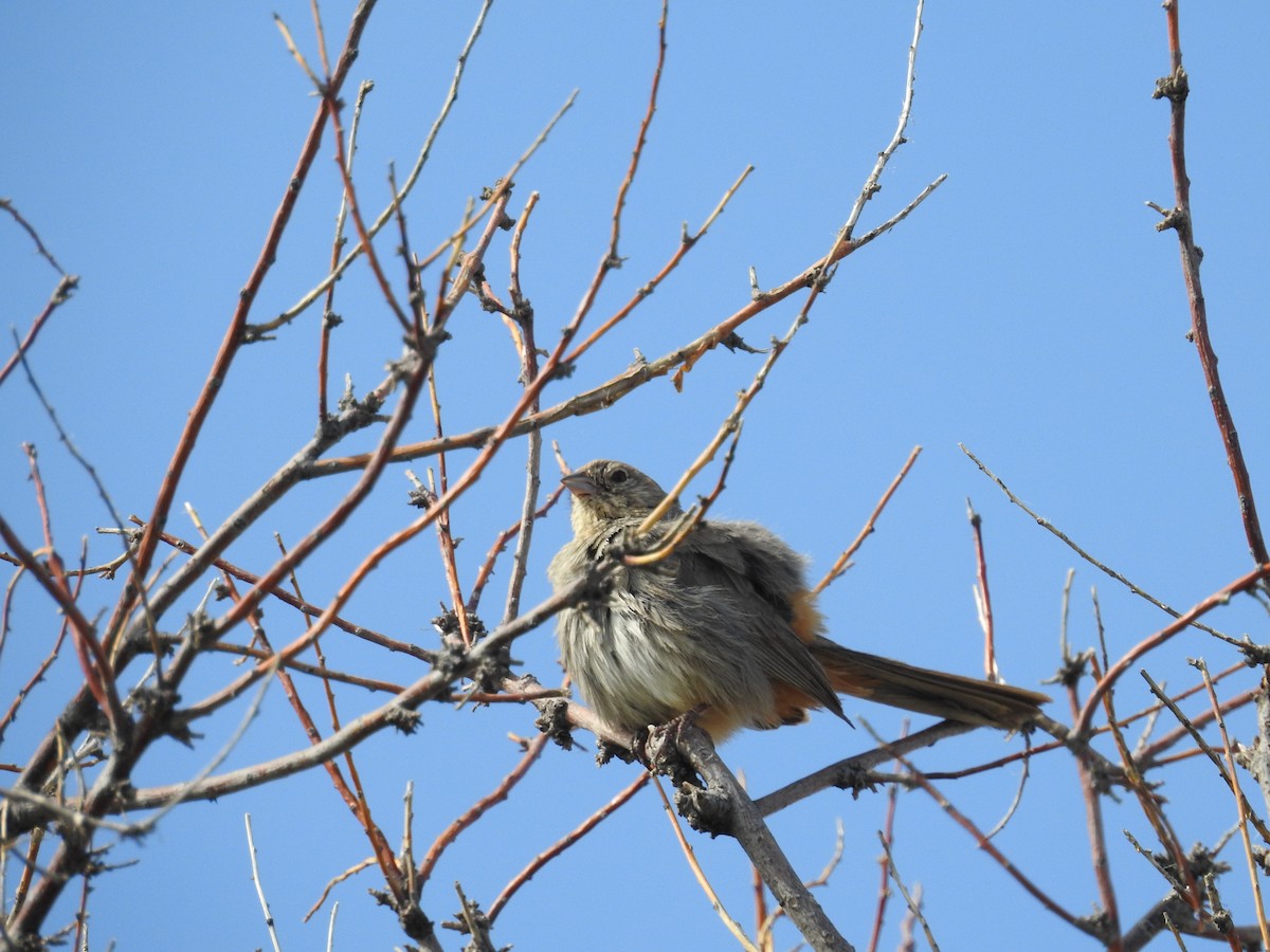 Canyon Towhee - ML638289482