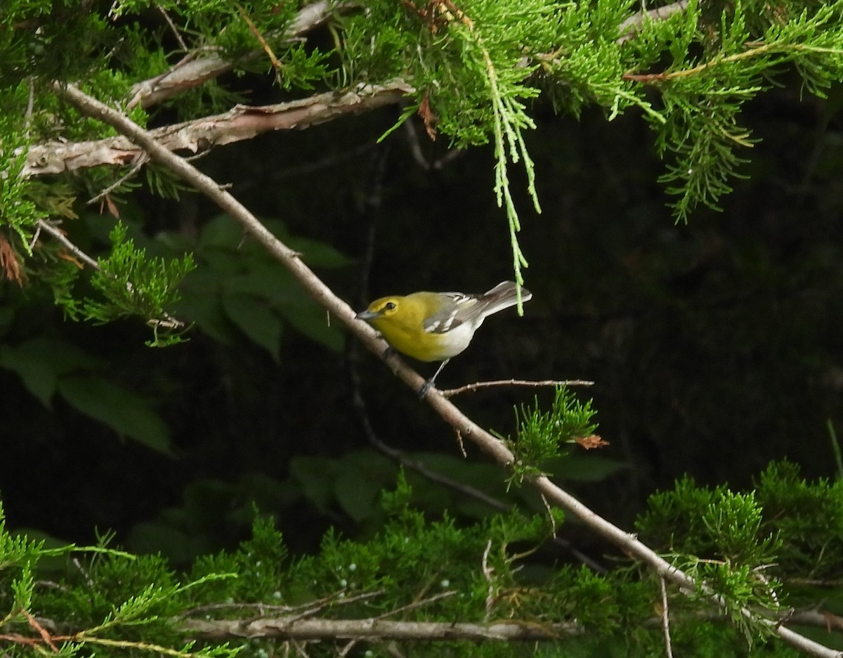 Sarı Gerdanlı Vireo - ML638289488
