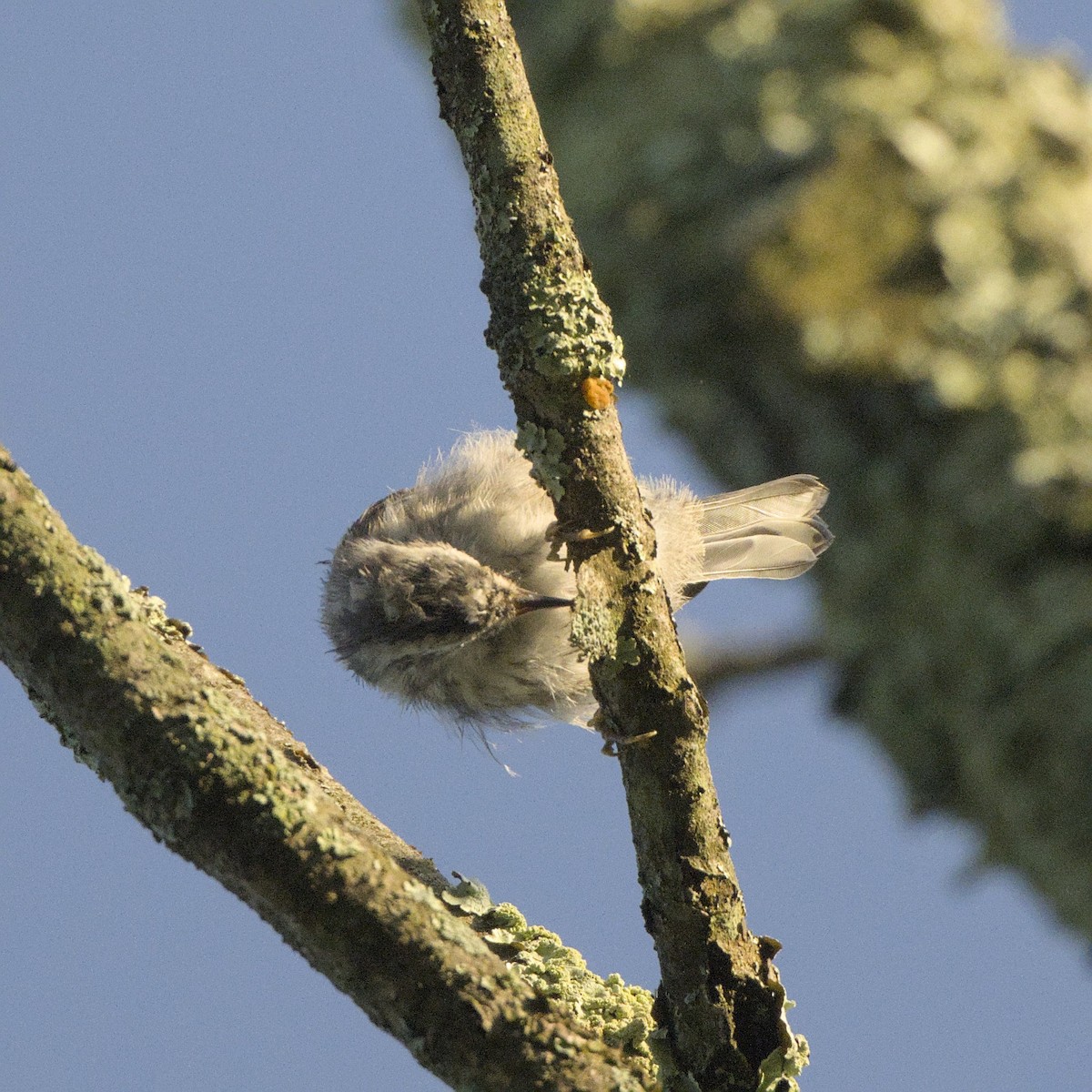 Black-and-white Warbler - ML638289489