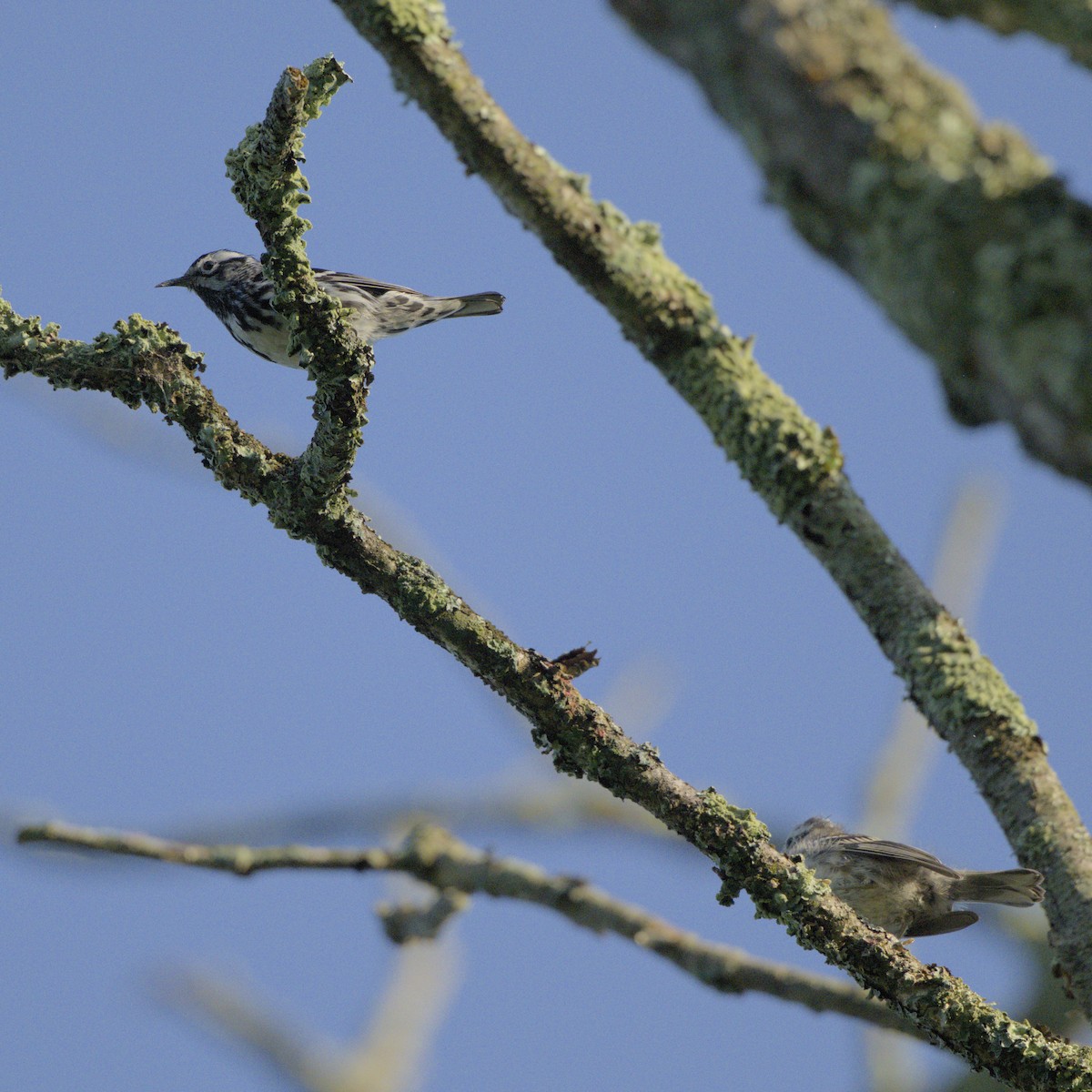 Black-and-white Warbler - ML638289491