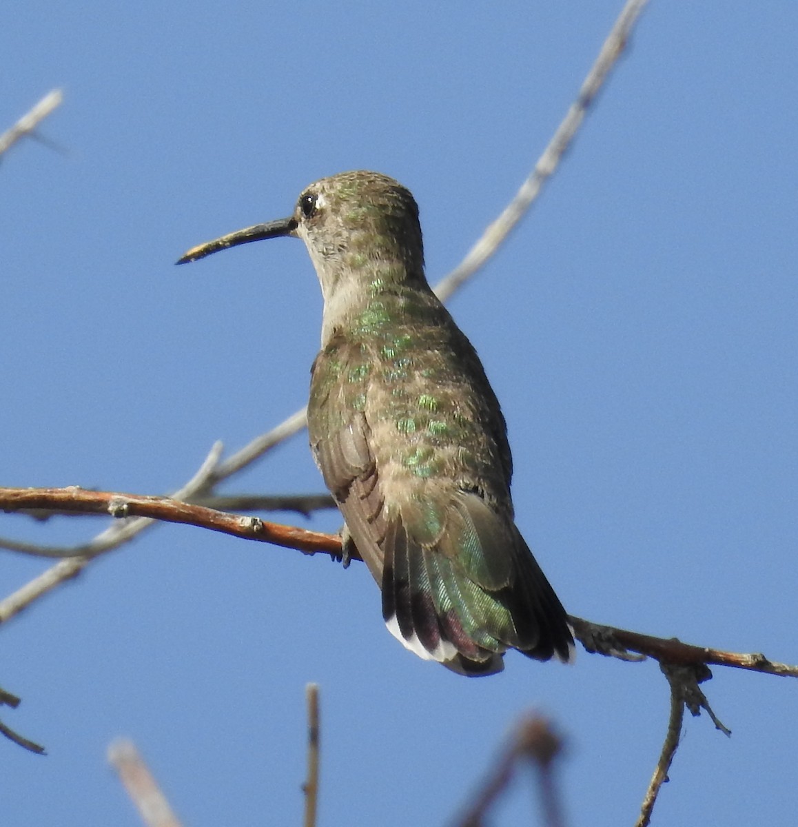 Black-chinned Hummingbird - ML638289494