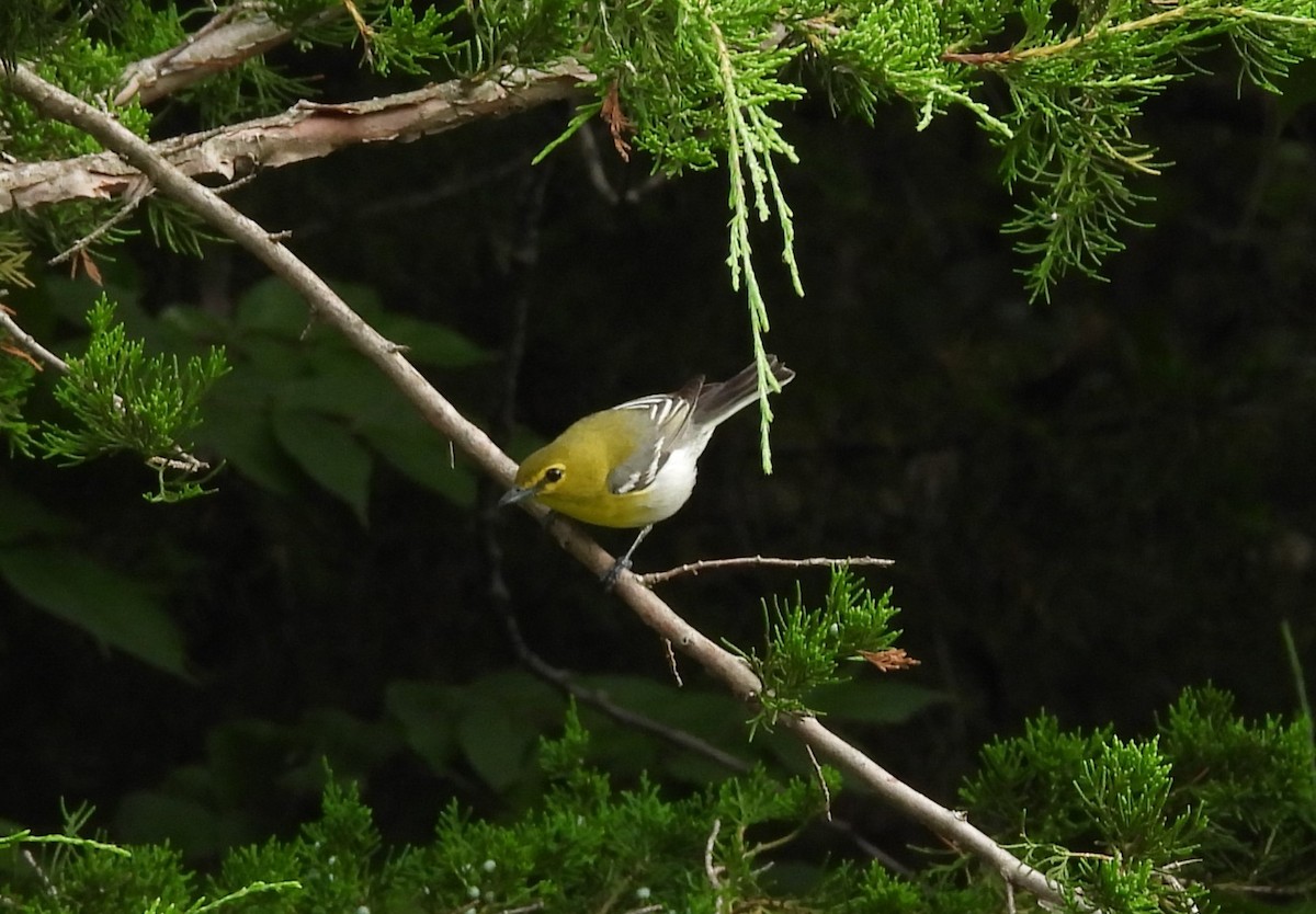 Sarı Gerdanlı Vireo - ML638289495