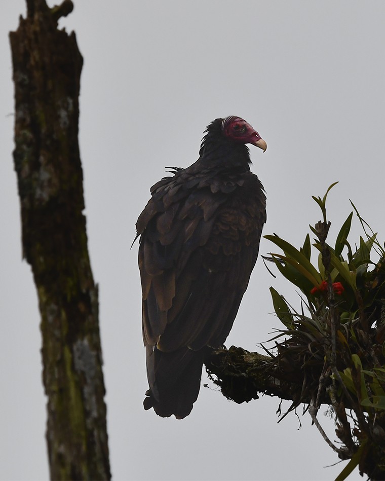 Turkey Vulture - ML638289498