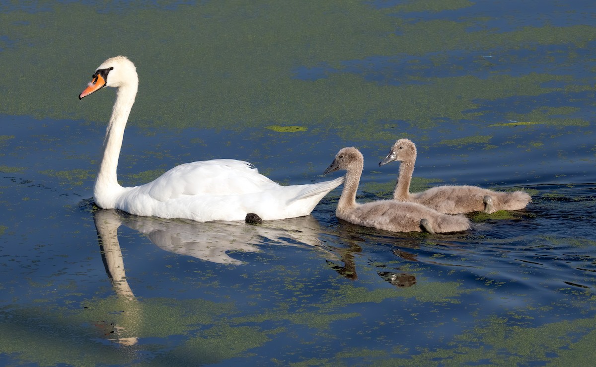 Mute Swan - ML638289502