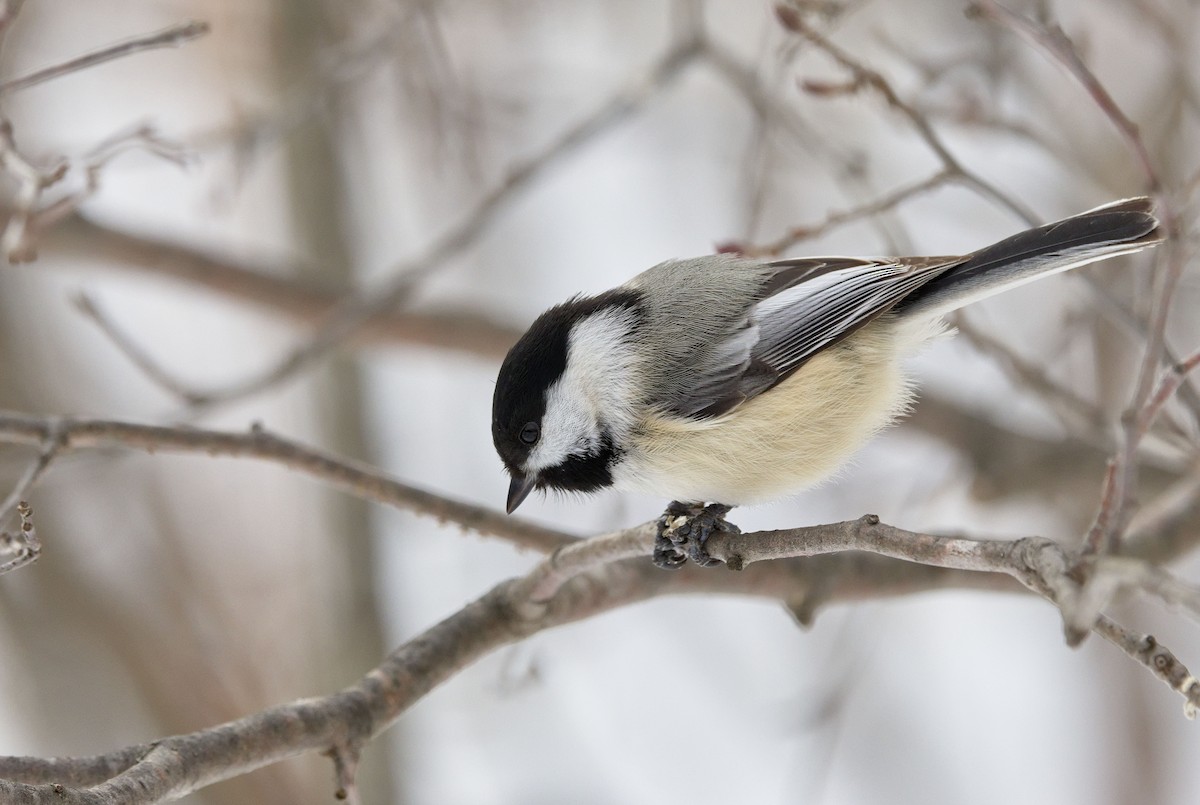 Black-capped Chickadee - ML638289503