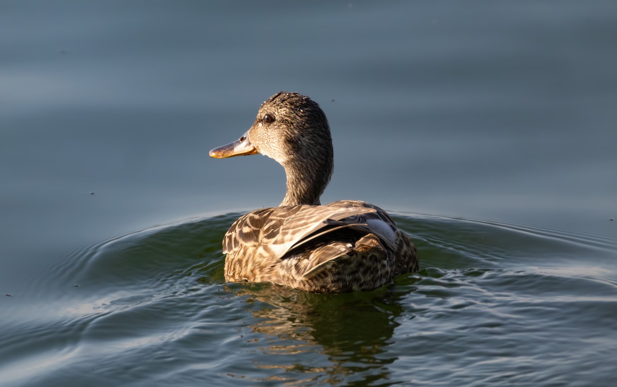 Gadwall - ML638289512