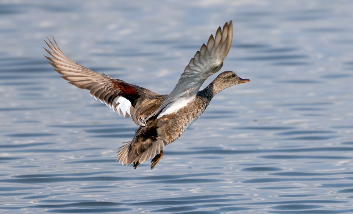 Gadwall - ML638289513