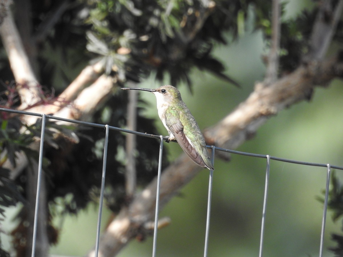 Black-chinned Hummingbird - ML638289516