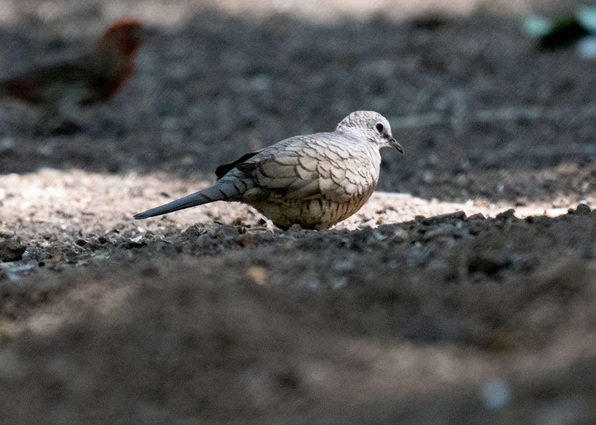 Inca Dove - ML638289518