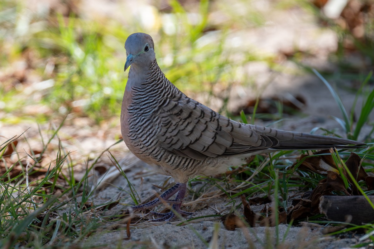 Zebra Dove - ML638289519