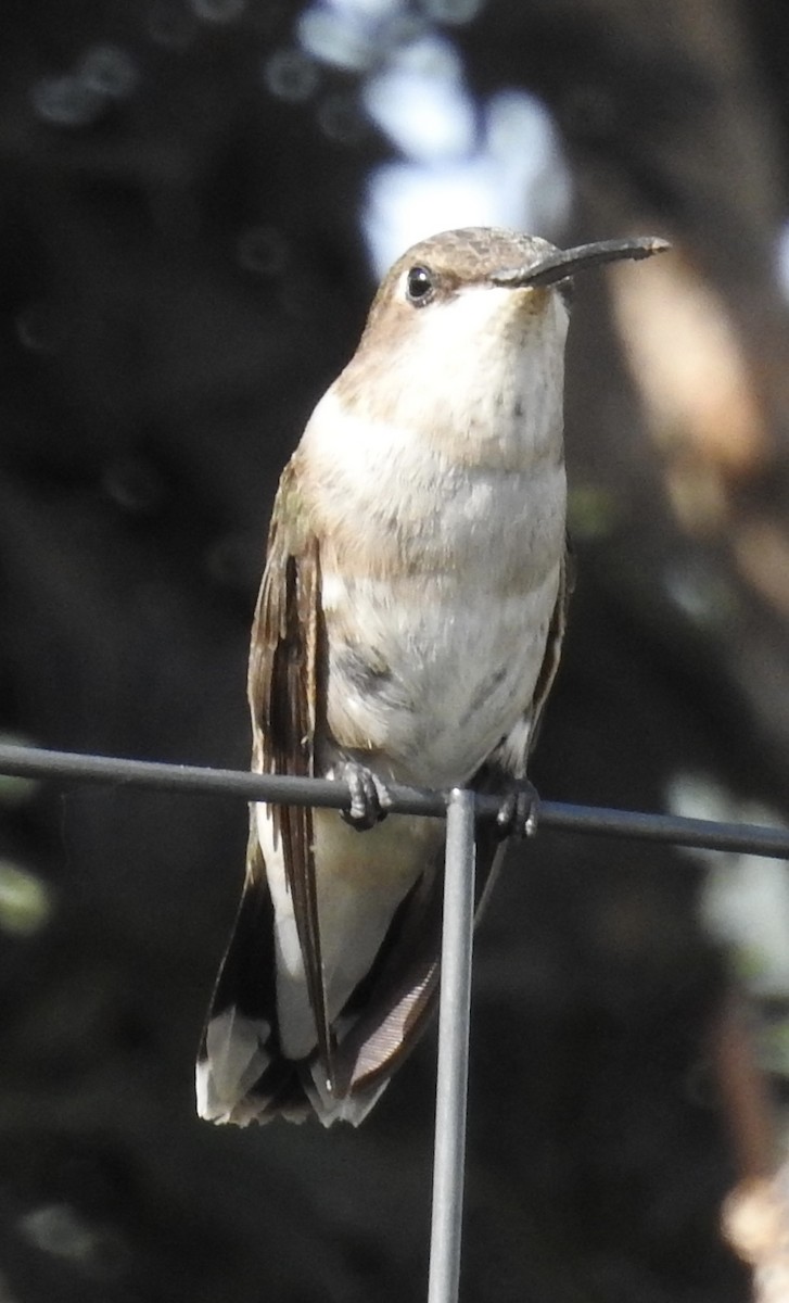 Black-chinned Hummingbird - ML638289521