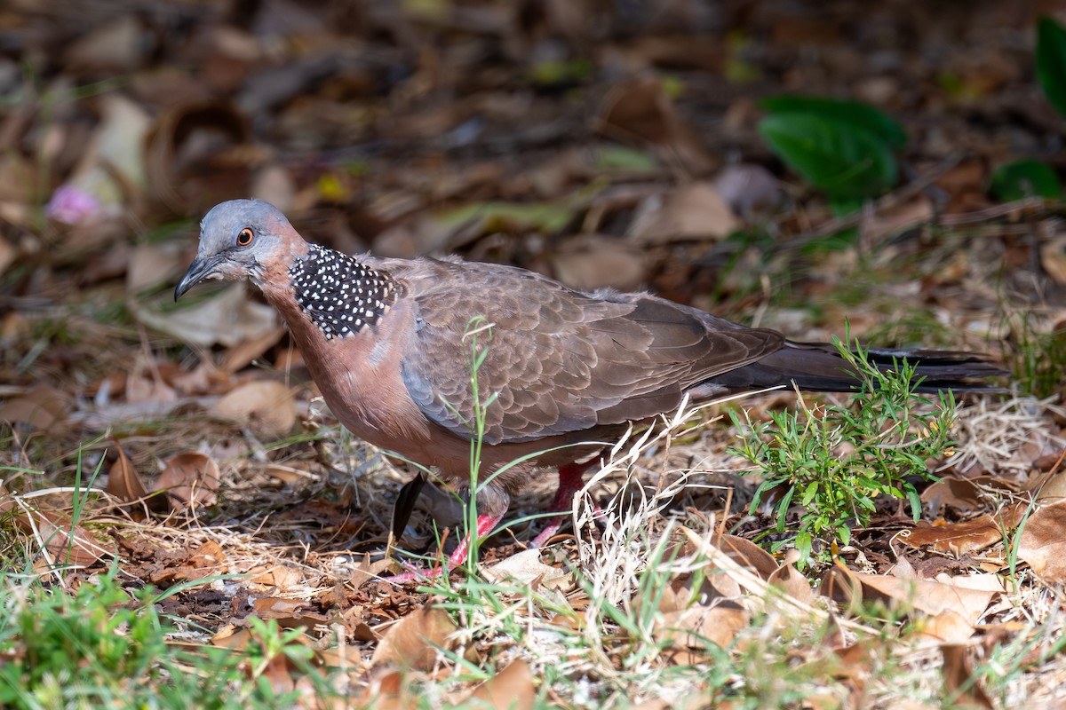 Spotted Dove - ML638289525