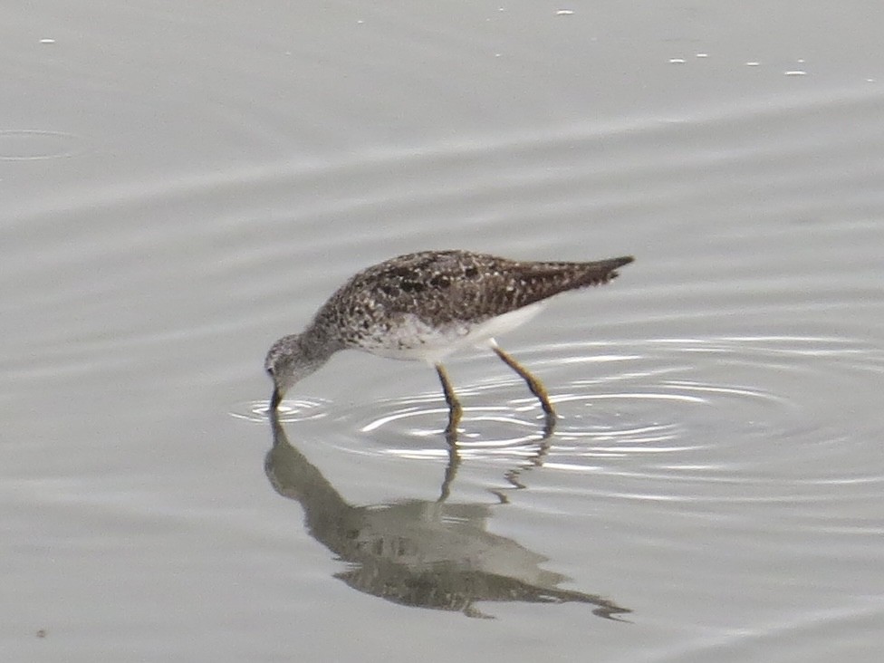 Lesser Yellowlegs - ML638289541