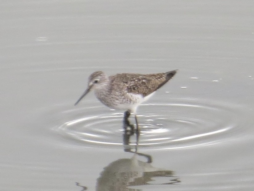 Lesser Yellowlegs - ML638289542