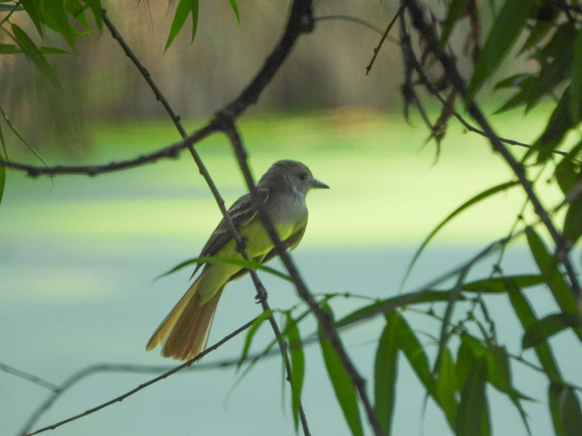 Great Crested Flycatcher - ML638289545