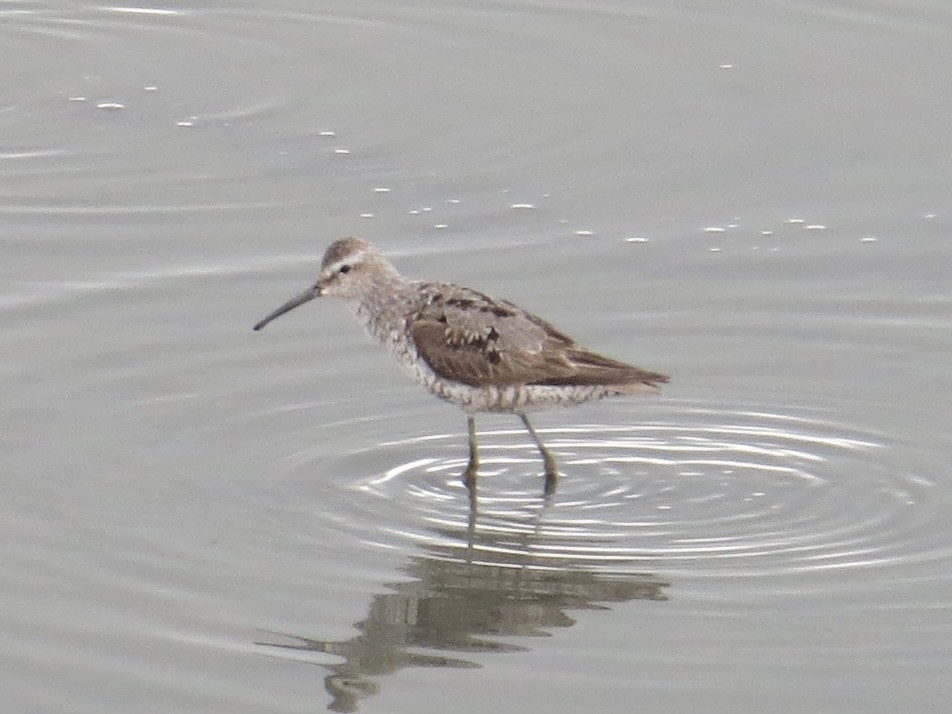 Stilt Sandpiper - ML638289551
