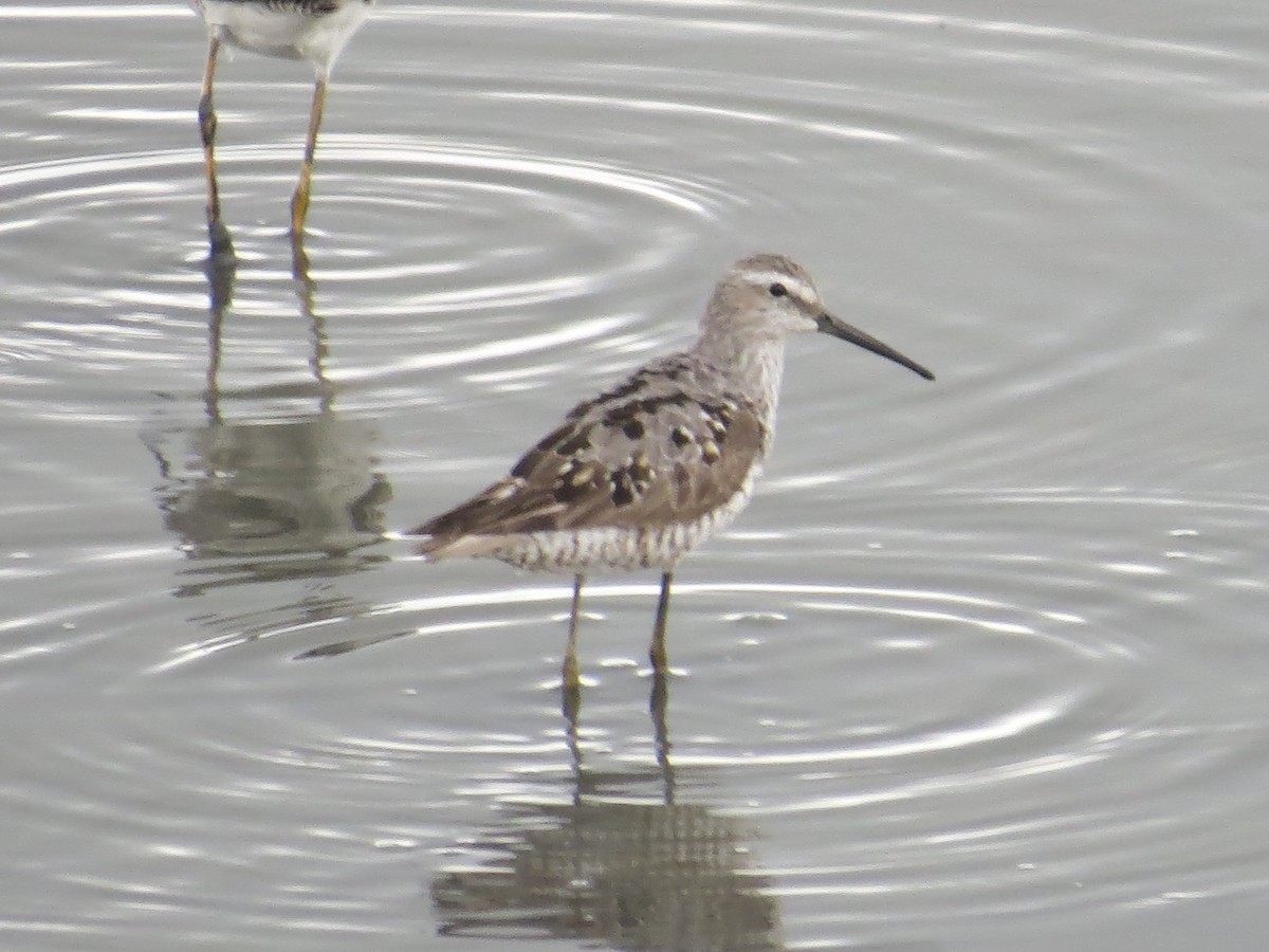 Stilt Sandpiper - ML638289556