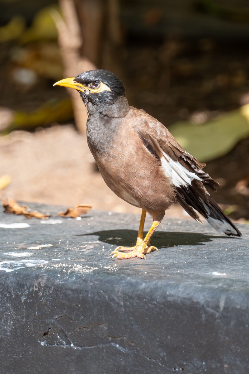 Common Myna - ML638289557