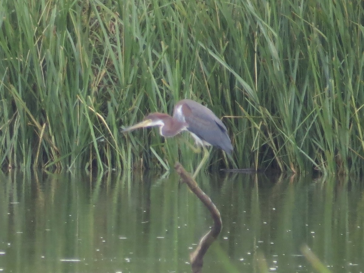 Tricolored Heron - ML638289561