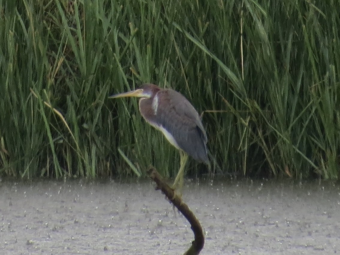 Tricolored Heron - ML638289565