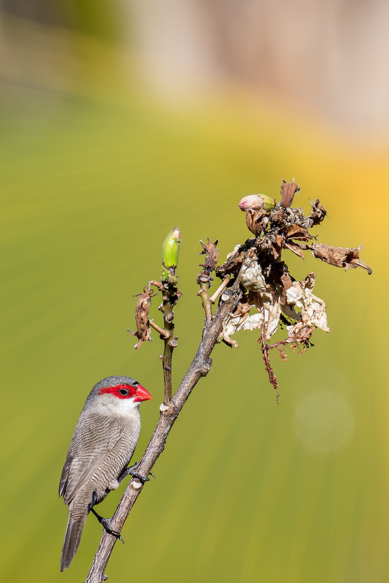Common Waxbill - ML638289566