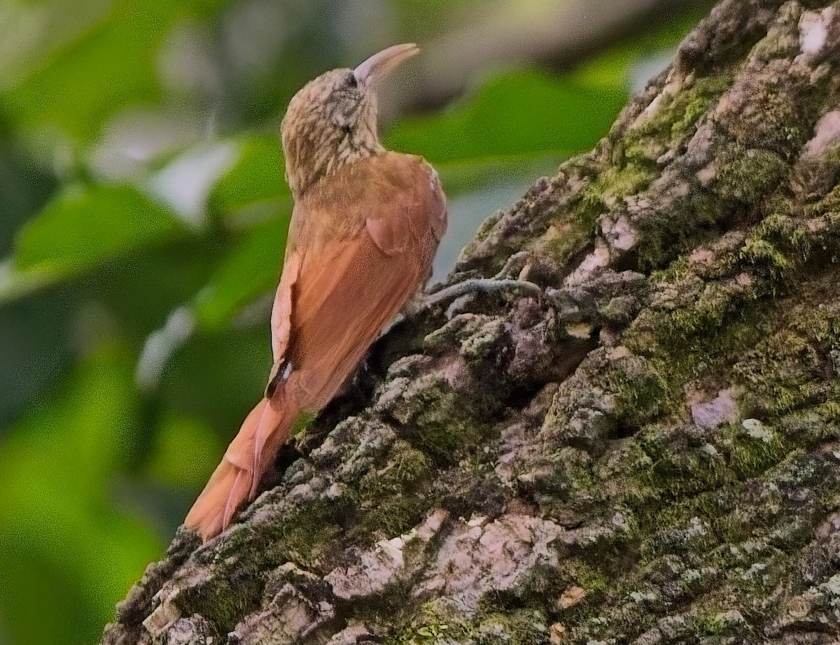 Streak-headed Woodcreeper - ML638289567