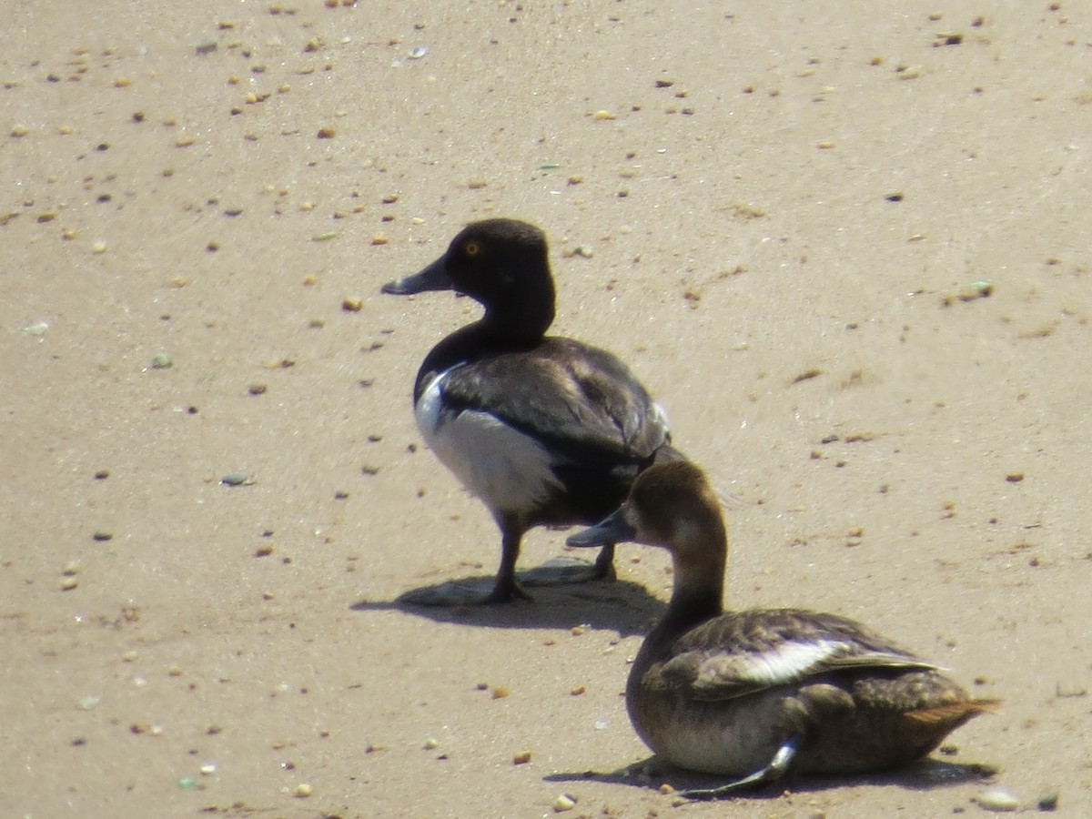 Ring-necked Duck - ML638289569