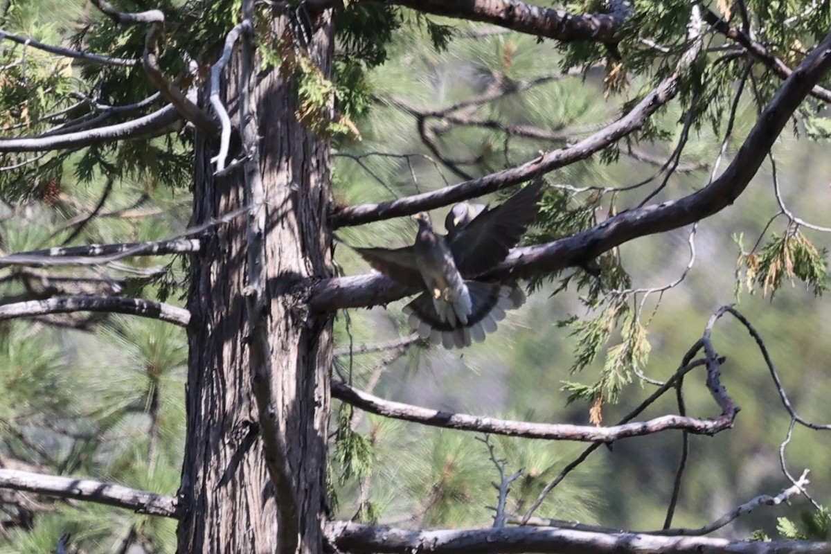 Band-tailed Pigeon - ML638289572