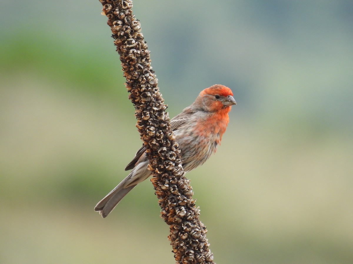 House Finch - ML638289574