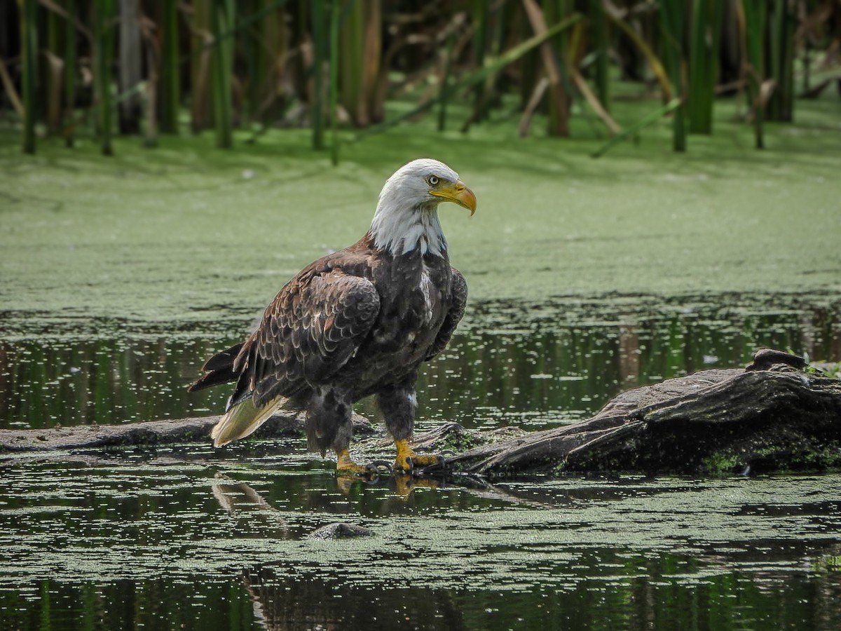 Weißkopf-Seeadler - ML638289576