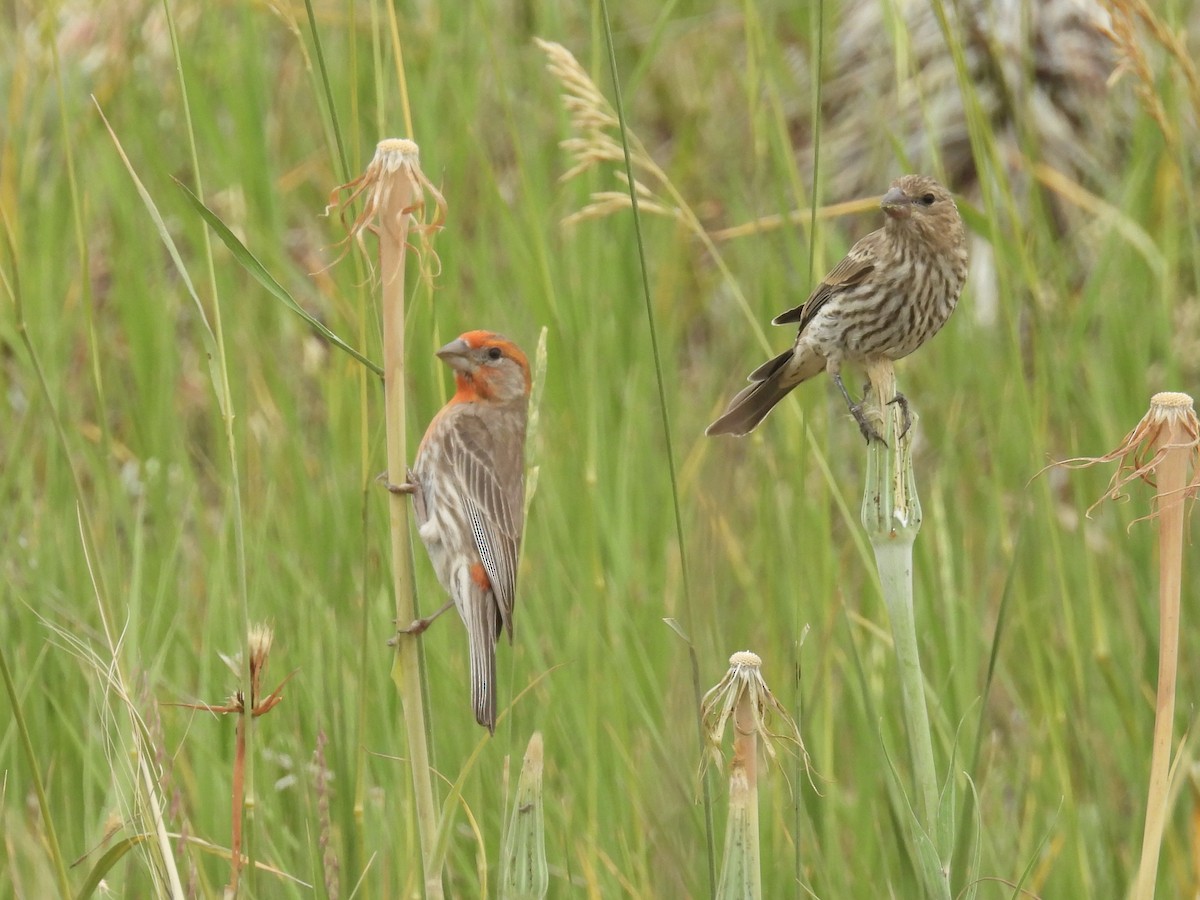 House Finch - ML638289578
