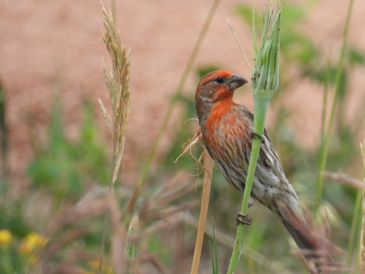 House Finch - ML638289580