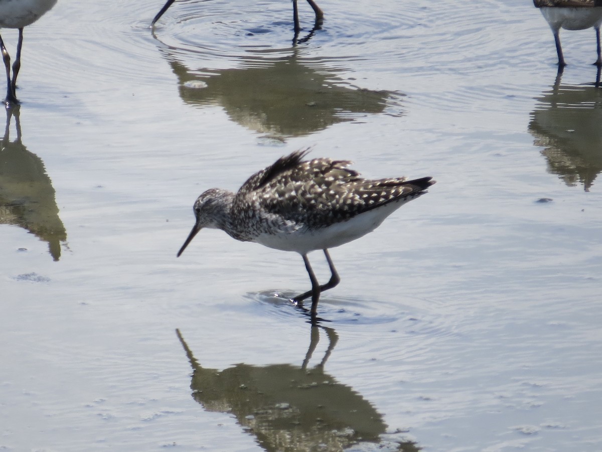 Lesser Yellowlegs - ML638289582