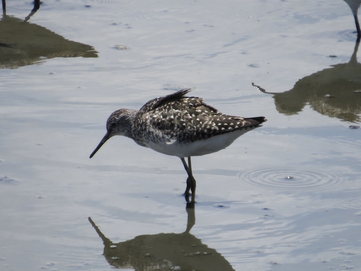 Lesser Yellowlegs - ML638289584